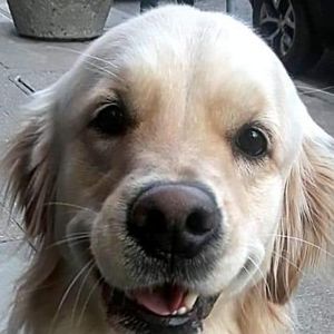 Meet your Posher, Bill